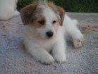 Jack Russell terir - ttka s PP