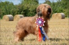 Briard tntka - kennel DALIDO