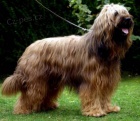 Briard tntka - kennel DALIDO