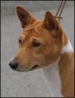 ttka BASENJI