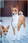 ttka BASENJI