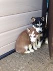 Krsn Sibisk husky tata  