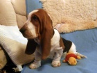 Basset hound