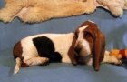 Basset hound