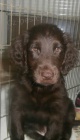 Flat coated retriever s PP