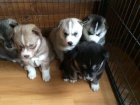1 pejsek a 1 fenka krsn ern a bl sibisk husky tata