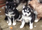1 pejsek a 1 fenka krsn ern a bl sibisk husky tata