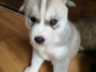 1 pejsek a 1 fenka krsn ern a bl sibisk husky tata