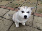 Husky tata na prodej