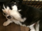 Husky tata na prodej