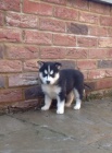 Husky tata na prodej