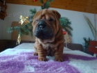 arpej, Shar-pei