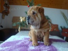 arpej, Shar-pei