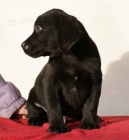 Labradorsk retriever s PP