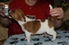 Jack Russel terier  - hladk vrh