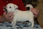 Jack Russel terier  - hladk vrh