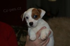 Jack Russel terier  - hladk vrh