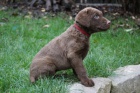 tata Chesapeake bay retriever