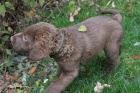 tata Chesapeake bay retriever