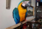 Ara ararauna papouci  