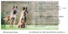 Belgick ovk - Malinois