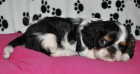 King charles spaniel s PP