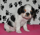 King charles spaniel s PP