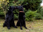 tata flat coated retriever