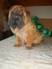 arpej, Shar- pei