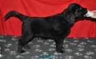 Flat Coated Retriever s PP