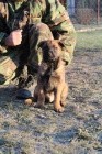 Belgick oviak-Malinois