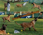 Belgick ovk malinois s PP - odbr ihned