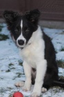 Border collie s PP