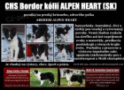 Border collie s PP