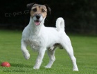 Jack Russel terir s PP ke kryt
