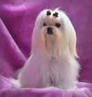 Malt�z��ek s rodokmenem