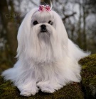 Malt�z��ek s rodokmenem