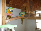 2 hovorn papouci + zdarma klec   