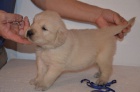 Zlat� retr�vr - prod�m �t���tka golden retriever s PP