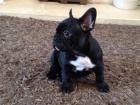 Pkn a krsn french bulldog tata k dispozici