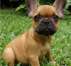 Pkn a krsn french bulldog tata k dispozici