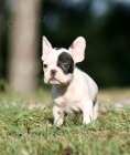Pkn a krsn french bulldog tata k dispozici