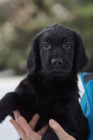 tata Flat coated retriever s PP