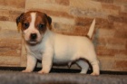 jack russell terrier s PP