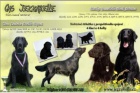 Flat coated retriever s PP