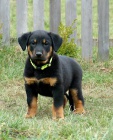 Beauceron ttka s PP