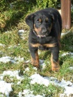 Beauceron ttka s PP