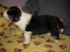 Bearded collie