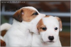 Jack Russell terir