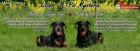 Beauceron - tn - francouzsk ovk - prodej